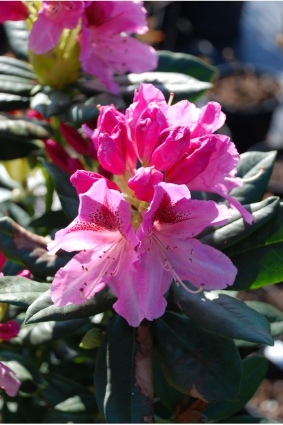 Рододендрон Розеум Елеганс - 5-7,5л/вис.30-40см/Ø30-40см